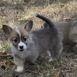 AKC Brown pup - Sable male Pembroke Welsh Corgi puppy in Summerfield, Florida from Promise Land Farm