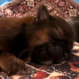Alex Aqua - Brindle male Shih Tzu puppy in Richfield, North Carolina from Southern Sass Shih Tzu