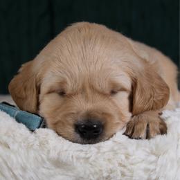 Montgomery - Blue - Golden male Golden Retriever puppy in Payette, Idaho from Stonewick Retrievers