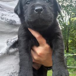 Alice - Black female Labrador Retriever puppy in Weare, New Hampshire from Emily's Labrador Retrievers