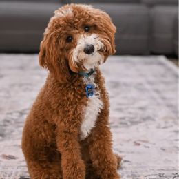 Boy 2 - Gold sable male Havapoo puppy in Surprise, Arizona from Huckleberry Doodles