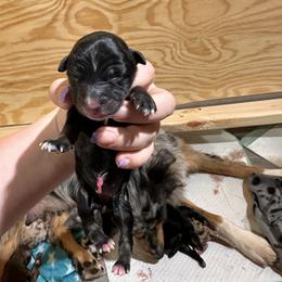 Australian Shepherd Puppies from North Central Aussies