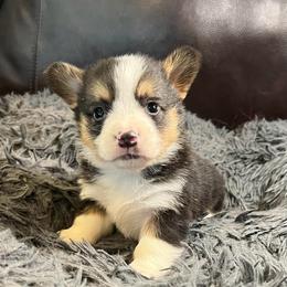 EK-M1 - Black and tan male Pembroke Welsh Corgi puppy in Stockton, Iowa from Infinity Corgis