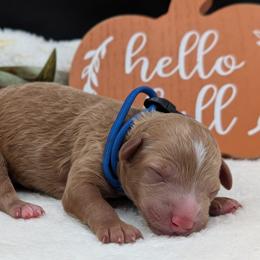 Boy 1 - male Poodle puppy in Midland, North Carolina from Alger Farm, LLC