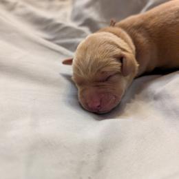 Brown Male - Yellow male Labrador Retriever puppy in Briggsdale, Colorado from LC Hunting Labs, LLC.