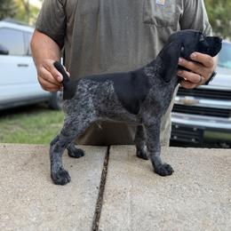 Green - Black roan male German Shorthaired Pointer puppy in Blue Rapids, Kansas from Black vermillion pointers