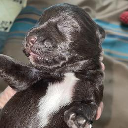 Miniature Schnauzer Puppies from Pam's Schnauzers