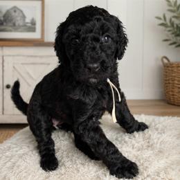 White collar - Black female Goldendoodle puppy in Christiana, Tennessee from Rechlicz Family Doodles