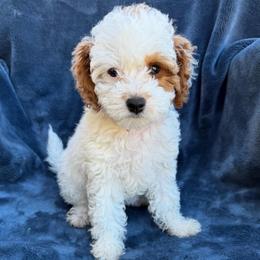 Daisy - Blenheim female Cavapoo puppy in Ivins, Utah from Taylia's Cavapoos