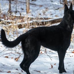 German Shepherds from German Shepherds Vom Der Goldstadt