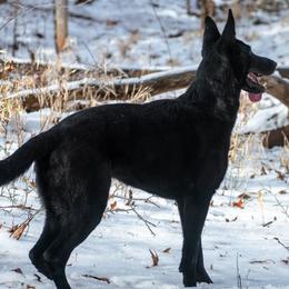 German Shepherds from German Shepherds Vom Der Goldstadt