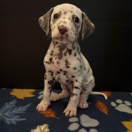 Jabba - White and liver brown male Dalmatian puppy in Fort Cavasos, Texas from Mainstreet Dalmation