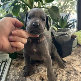 Olive Green - Blue male Great Dane puppy in Plano, Texas from Blue Thunder Danes