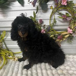 AKC Boon - Phantom male Poodle puppy in Elgin, South Carolina from Silver Bells Paw Prints