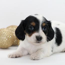 Dachshund and Miniature American Shepherd Puppies from Taylor Farms