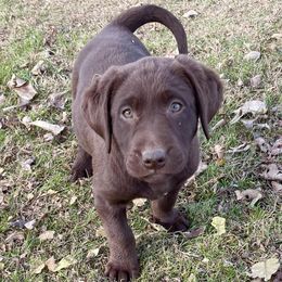 Labrador Retrievers from Jones Creek Labs