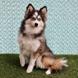Melody - Pomsky