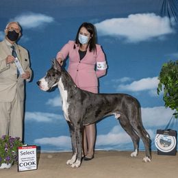 Smaug - Great Dane