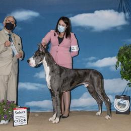 Smaug - Great Dane