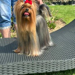 Yorkshire Terrier puppies from Yorkies Kisses