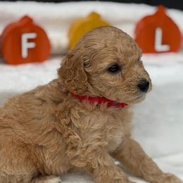 Red Lolly Pops - Apricot male Goldendoodle puppy in Rush, New York from Care Bear Puppies