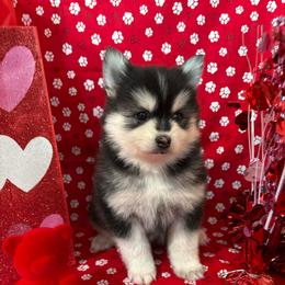 Cosmo - Black and white male Pomsky puppy in Valparaiso, Indiana from Valparaiso Pomskys