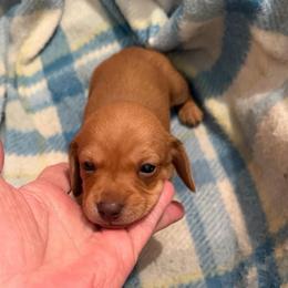 Aimee - Red female Dachshund puppy in Edinburg, Virginia from Hunter Lane Dachshunds