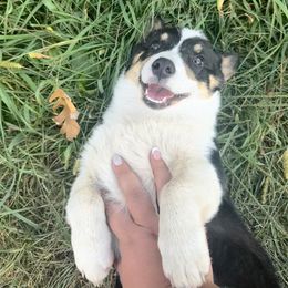 Pembroke Welsh Corgi All Grown Up from Newton Hay & Cattle