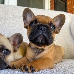 French Bulldog Puppies from Bailey French Bulldogs