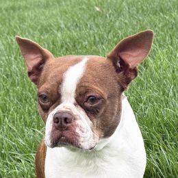 Willow - Boston Terrier