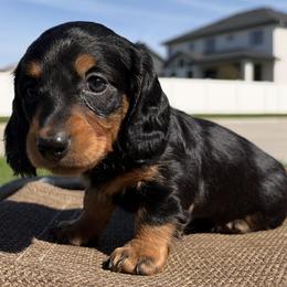 Kona - AKC - Black and tan female Dachshund puppy in Omaha, Nebraska from Colorful Dachshunds