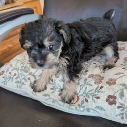 Sophie - Black and tan female Schnoodle puppy in Huron, Tennessee from Wilma's Paw-Paw Patch