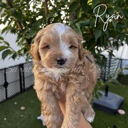 Ryan - Red male Bernedoodle puppy in Saratoga Springs, Utah from Saratoga Springs Doodles