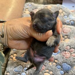 Blue boy 5,400 - Blue and tan male Chihuahua puppy in Summerfield, Florida from Uey’s Chihuahuas