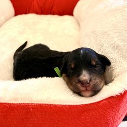 River (green ribbon) - Phantom male Bernedoodle puppy in Fallbrook, California from BFF Bernedoodles