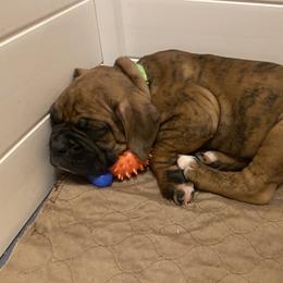 Boxer Puppies from Red Rock Boxers