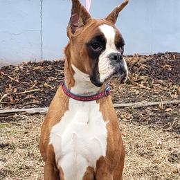 Soleil - Fawn female Boxer puppy in Clinton, Iowa from Cadogans Boxers