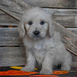 Male 4 - Orange Collar - Cream male Goldendoodle puppy in Macedon, New York from Toodles Goldendoodles