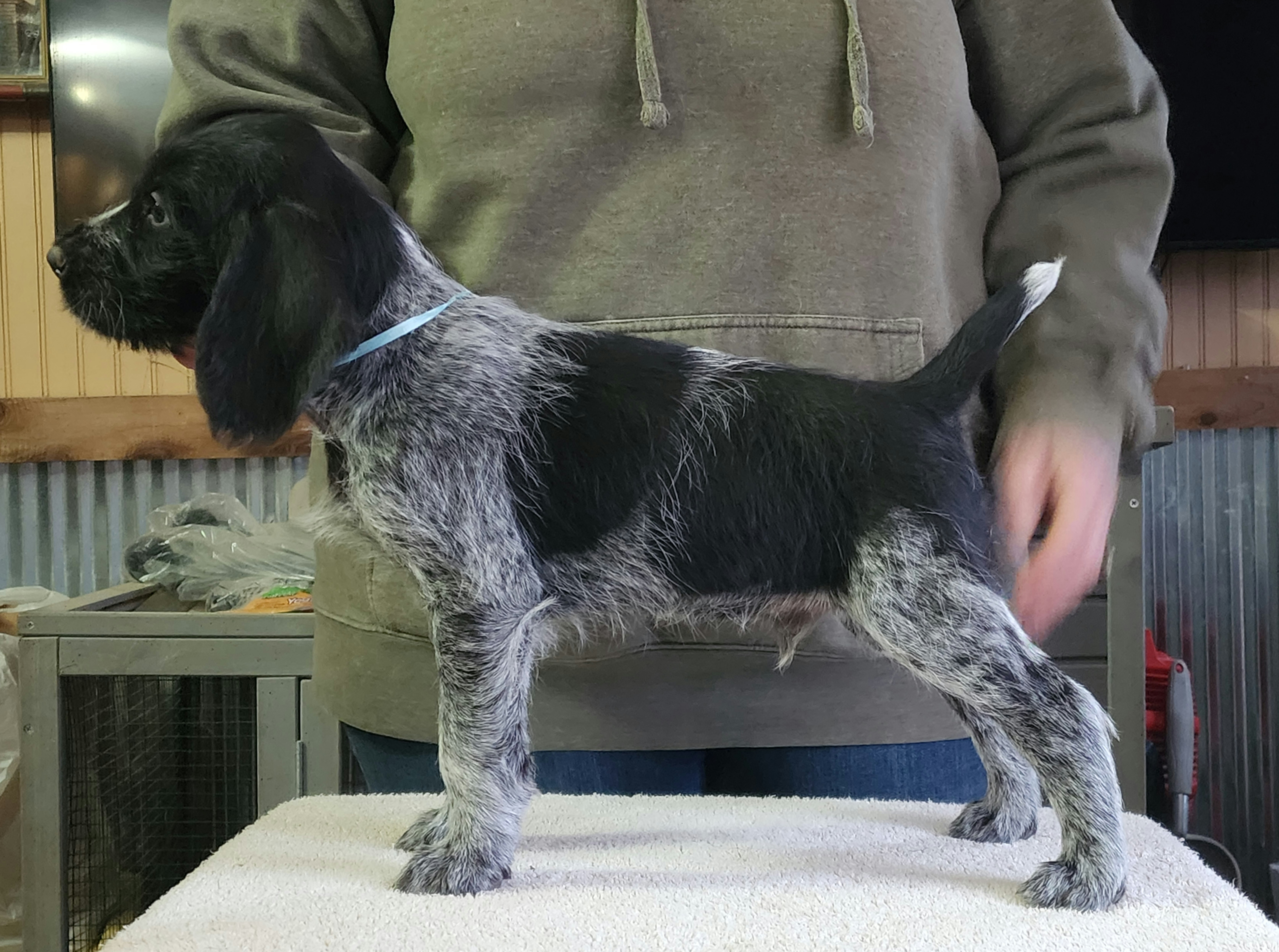 Gandolf - Black and white German Wirehaired Pointer puppy in Wellston, Ohio from Blue Line GWPs