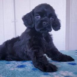 Cocker Spaniel Puppies from Top Notch Sporting Dogs