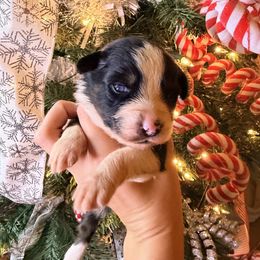 Pink Collar - Black tri-color female Australian Shepherd puppy in Quinlan, Texas from Murphy Ranch Australian Shepherds