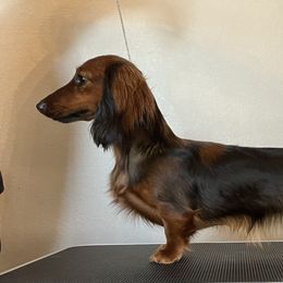 Scarlett - Dachshund