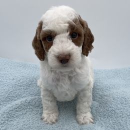 Lamb - Parti male Goldendoodle puppy in Kansas City, Kansas from Bella & Ivy’s Mini Goldendoodles of KC