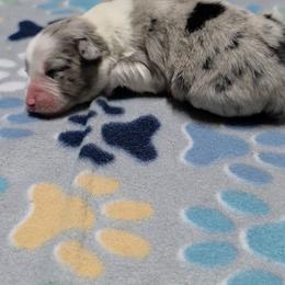 Lacy - Blue merle female Miniature Australian Shepherd puppy in Leonard, Texas from Tin Roof Aussies