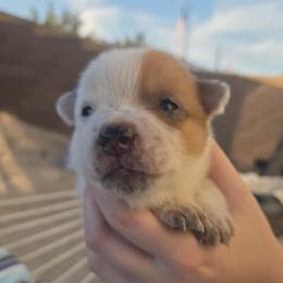 Girl 1 - female Australian Cattle Dog puppy in North Las Vegas, Nevada from Wild Sage Cattle Dogs