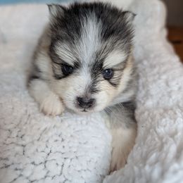 Adele (Moo) - Black and white female Pomsky puppy in Spring Hill, Florida from www.PuppyTimeEmporium.com