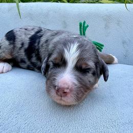 Mr. Lincoln - Merle male Bernedoodle puppy in Hegins, Pennsylvania from Bubbling Springs Doodles, LLC