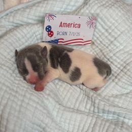 Girl 4 - White and blue female Rat Terrier puppy in Cushing, Oklahoma from Northwoods Rat Terriers
