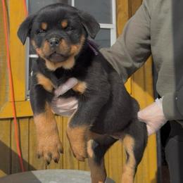 Purple Collar Female - Black and rust female Rottweiler puppy in Brandenburg, Kentucky from Boss Rottweiler Haus