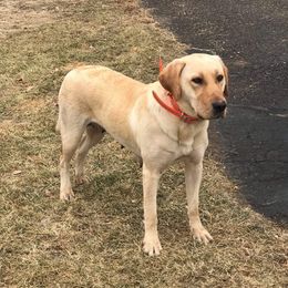 Bailey - Labrador Retriever